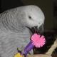 African Grey Parrot Birds for sale in Brandon, FL, USA. price: NA