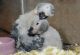 African Grey Parrot Birds for sale in Anchorage, AK, USA. price: $400