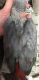 African Grey Parrot Birds for sale in Little Rock, AR, USA. price: $400