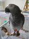 African Grey Parrot Birds for sale in Tucson, AZ, USA. price: NA