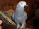 African Grey Parrot Birds for sale in Modesto, CA, USA. price: $300