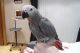 African Grey Parrot Birds for sale in Elk Grove, CA, USA. price: NA