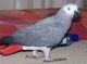 African Grey Parrot Birds for sale in Jacksonville, FL, USA. price: NA