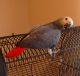 African Grey Parrot Birds for sale in Oceanside, CA, USA. price: NA