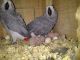 African Grey Parrot Birds for sale in Jersey City, NJ, USA. price: NA
