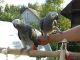 African Grey Parrot Birds for sale in Astoria, Queens, NY, USA. price: NA
