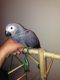 African Grey Parrot Birds for sale in Aurora, IL, USA. price: NA