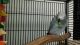 African Grey Parrot Birds for sale in Kabul, Afghanistan. price: NA
