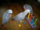 African Grey Parrot Birds for sale in Qarghayi, Afghanistan. price: NA