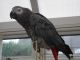 African Grey Parrot Birds for sale in . price: NA
