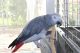 African Grey Parrot Birds for sale in Sar-e Pol, Afghanistan. price: NA