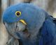 African Grey Parrot Birds for sale in Anchorage, AK, USA. price: NA