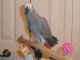 African Grey Parrot Birds for sale in Green River, WY 82935, USA. price: $800