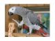 African Grey Parrot Birds for sale in Houston, DE 19954, USA. price: NA