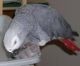 African Grey Parrot Birds for sale in San Jose, CA, USA. price: NA
