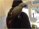 African Grey Parrot Birds for sale in Honolulu, HI, USA. price: $480