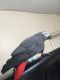 African Grey Parrot Birds for sale in Anderson, AK, USA. price: NA