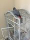 African Grey Parrot Birds for sale in Aurora, CO, USA. price: NA