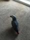 African Grey Parrot Birds for sale in Washington, DC, USA. price: NA