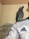 African Grey Parrot Birds for sale in New Haven, CT, USA. price: NA