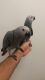 African Grey Parrot Birds for sale in Little Rock, AR, USA. price: NA