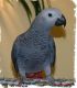 African Grey Parrot Birds for sale in Cedar Rapids, IA, USA. price: NA