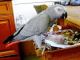 African Grey Parrot Birds for sale in Charlotte, NC, USA. price: NA