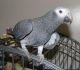 African Grey Parrot Birds for sale in Casper, WY, USA. price: NA