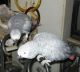 African Grey Parrot Birds for sale in Contoocook, Hopkinton, NH 03229, USA. price: $850