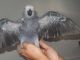 African Grey Parrot Birds for sale in Colorado Springs, CO, USA. price: $300