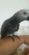 African Grey Parrot Birds for sale in Lafayette, LA, USA. price: $400