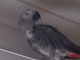 African Grey Parrot Birds for sale in Miami Gardens, FL, USA. price: NA
