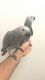 African Grey Parrot Birds for sale in Cleveland, OH, USA. price: NA