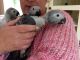 African Grey Parrot Birds for sale in Billings, MT, USA. price: NA