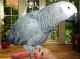 African Grey Parrot Birds for sale in Anchorage, AK, USA. price: $500