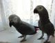 African Grey Parrot Birds for sale in Las Vegas, NV, USA. price: $500