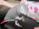 African Grey Parrot Birds for sale in Little Rock, AR, USA. price: $500