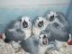 African Grey Parrot Birds for sale in Abingdon, MD, USA. price: NA