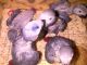African Grey Parrot Birds for sale in Abingdon, MD, USA. price: $400