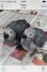 African Grey Parrot Birds for sale in Adamsville, TN 38310, USA. price: NA