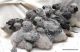 African Grey Parrot Birds for sale in Louisville, KY, USA. price: $400
