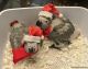 African Grey Parrot Birds for sale in Denver, CO, USA. price: NA