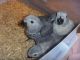 African Grey Parrot Birds for sale in Delaware, AR 72835, USA. price: $400
