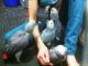 African Grey Parrot Birds for sale in New Orleans, LA, USA. price: $400