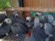 African Grey Parrot Birds for sale in Springfield, IL, USA. price: NA