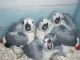 African Grey Parrot Birds for sale in Council, ID 83612, USA. price: $400