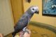 African Grey Parrot Birds for sale in Albertville, MN, USA. price: $400