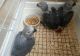 African Grey Parrot Birds for sale in Alcova, WY 82620, USA. price: $400