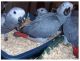 African Grey Parrot Birds for sale in Spring Valley, NY, USA. price: NA