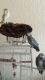 African Grey Parrot Birds for sale in Austin, TX, USA. price: NA